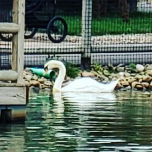 Meet your Posher, Candy